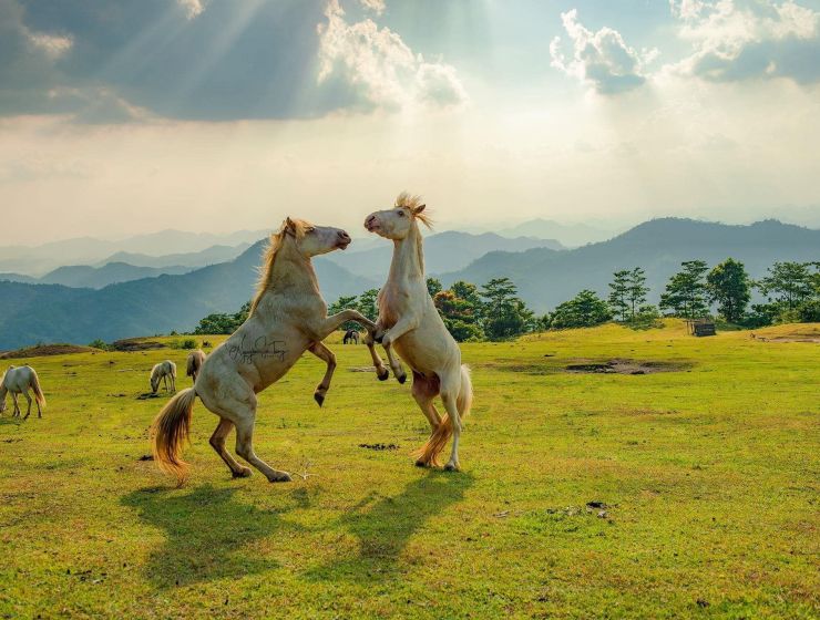 Cao ngựa bạch có thực sự tốt như lời đồn?